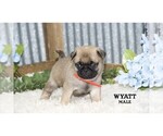 Small #12 Pug