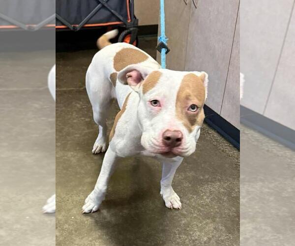 Medium Photo #3 American Bulldog-Unknown Mix Puppy For Sale in Rockwall, TX, USA