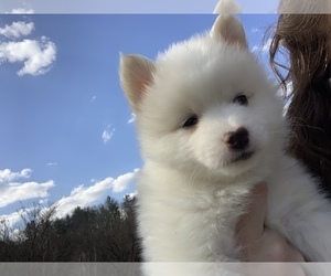 Pomsky Puppy for sale in FRIENDSHIP, NY, USA