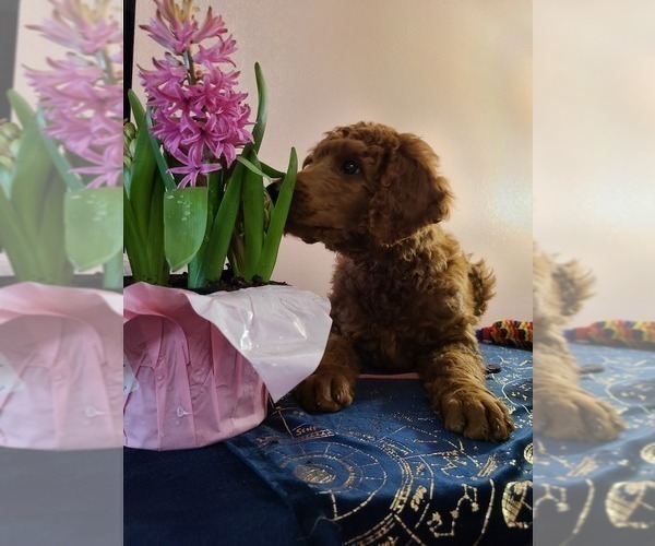 Medium Photo #1 Poodle (Standard) Puppy For Sale in JOPLIN, MO, USA