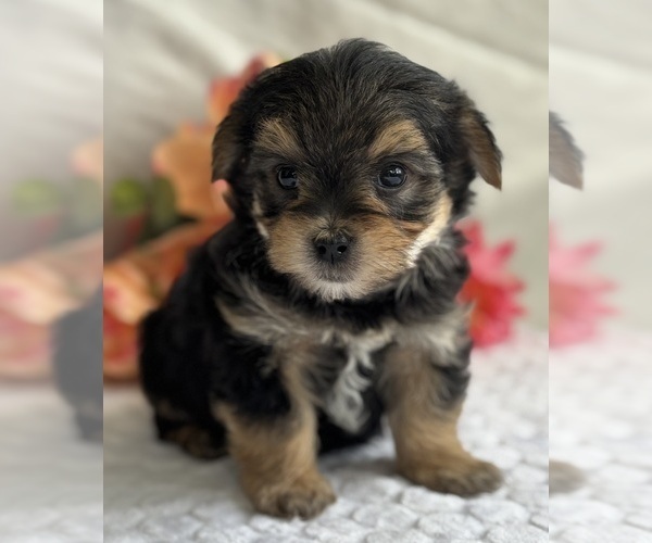 Medium Photo #3 Morkie Puppy For Sale in ROCK STREAM, NY, USA