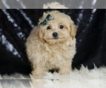 Small Photo #5 Maltipoo Puppy For Sale in WARSAW, IN, USA