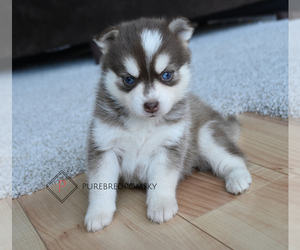 Pomsky Puppy for sale in KANSAS CITY, MO, USA