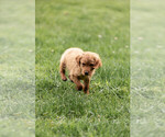 Small Photo #9 Golden Retriever Puppy For Sale in POWERS, OR, USA