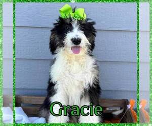 Bernedoodle Puppy for sale in LONGMONT, CO, USA