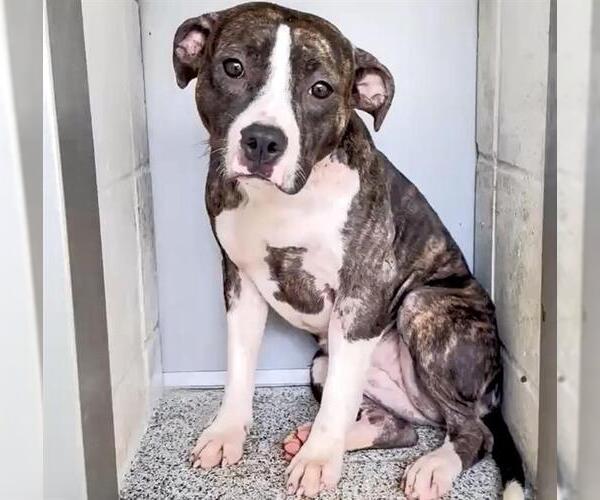 Medium Photo #2 American Pit Bull Terrier Puppy For Sale in Houston, TX, USA