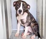 Small #1 American Pit Bull Terrier