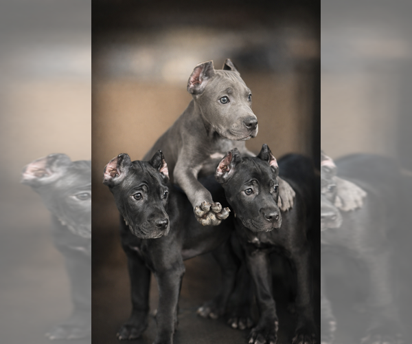 Medium Photo #22 Cane Corso Puppy For Sale in ANDERSON, IN, USA