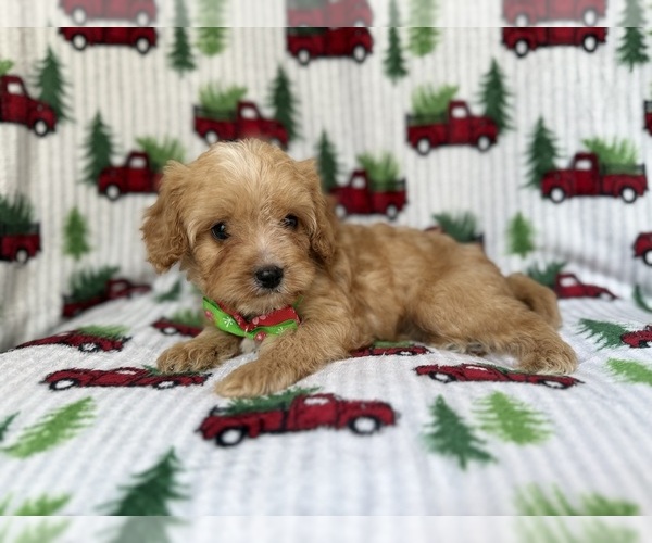 Medium Photo #6 Cavapoo Puppy For Sale in LAKELAND, FL, USA