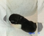 Puppy Puppy 6 Akita
