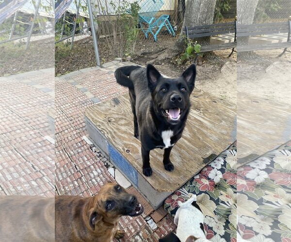 Medium Photo #13 Mutt Puppy For Sale in Spring, TX, USA