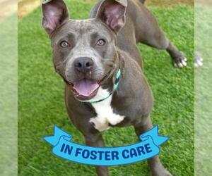 American Staffordshire Terrier Dogs for adoption in Tallahassee, FL, USA