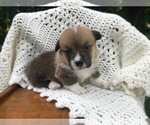 Puppy 4 Pembroke Welsh Corgi