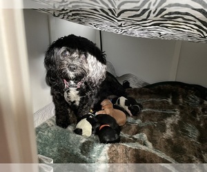 Mother of the Cavachon puppies born on 01/30/2026