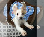 Small Chihuahua-Colonial Cocker Spaniel Mix