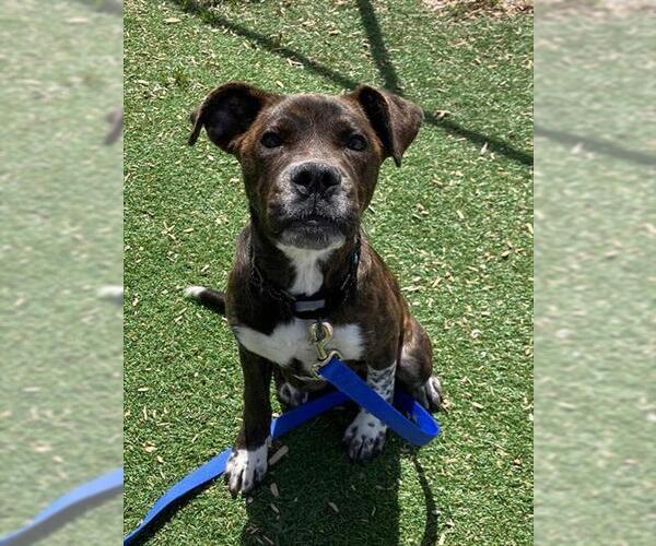Medium Photo #1 Boxer Puppy For Sale in Fruit Heights, UT, USA