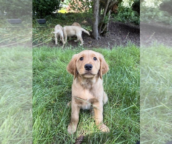 Medium Photo #1 Golden Retriever Puppy For Sale in BATTLE GROUND, WA, USA