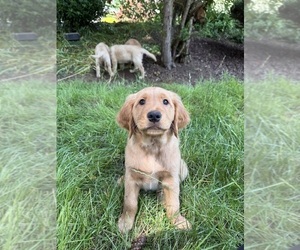 Medium Golden Retriever