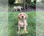 Puppy 1 Golden Retriever