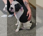 Puppy mika American Bulldog