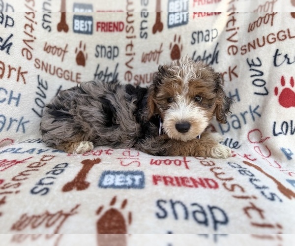 Medium Photo #7 Aussiedoodle Miniature  Puppy For Sale in LAKELAND, FL, USA