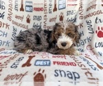 Small #6 Aussiedoodle Miniature 