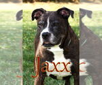 Small #3 American Pit Bull Terrier