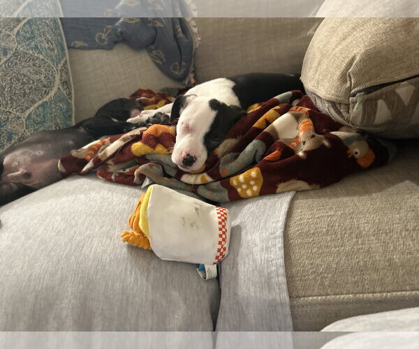 Medium Photo #3 American Staffordshire Terrier-Staffordshire Bull Terrier Mix Puppy For Sale in Holly Springs, NC, USA