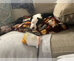 Small #2 American Staffordshire Terrier-Staffordshire Bull Terrier Mix