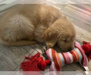 Golden Retriever Puppy for sale in SACRAMENTO, CA, USA