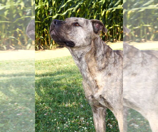 Medium Photo #2 American Pit Bull Terrier Puppy For Sale in Evansville, IN, USA