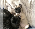 Small #3 Pug
