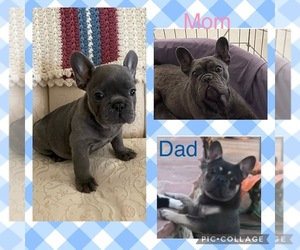 French Bulldog Puppy for sale in SPARKS, NV, USA