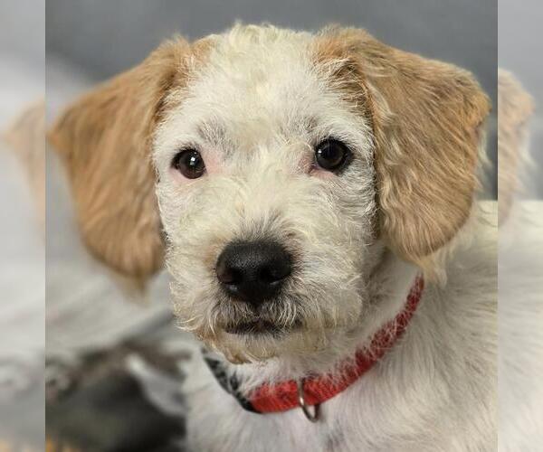 Medium Photo #4 Maltipoo Puppy For Sale in San Diego, CA, USA
