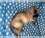 Small Photo #193 Belgian Malinois Puppy For Sale in REESEVILLE, WI, USA