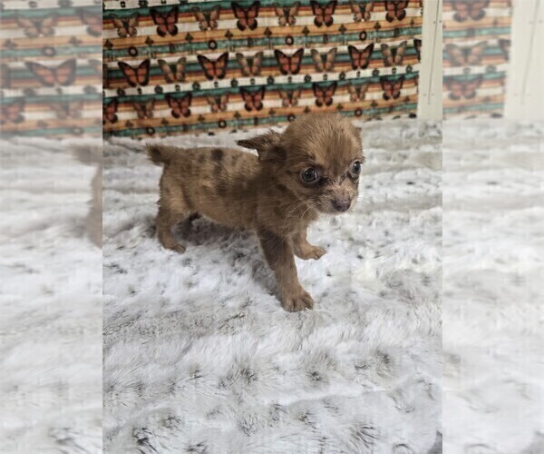 Medium Photo #11 Chihuahua Puppy For Sale in NEW YORK, NY, USA