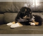 Small Photo #3 Australian Shepherd Puppy For Sale in WILLIAMSBURG, CO, USA