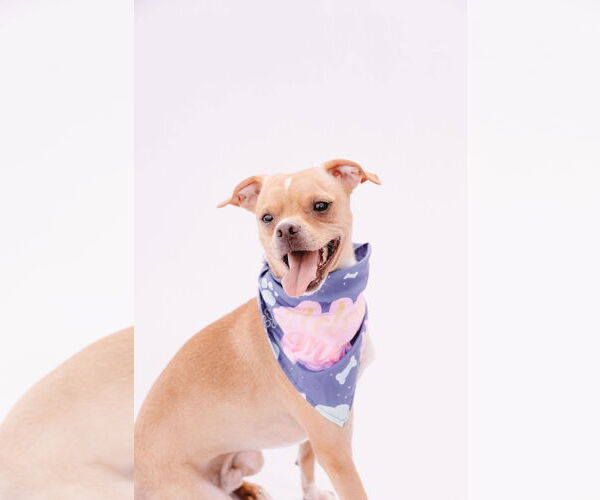 Medium Photo #15 Rat-Cha Puppy For Sale in Princeton, MN, USA