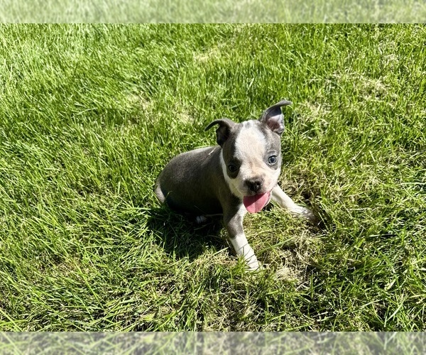 Medium Photo #5 Boston Terrier Puppy For Sale in BREMEN, IN, USA