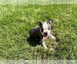 Small #4 Boston Terrier