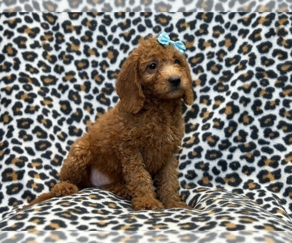 Medium Photo #6 Goldendoodle (Miniature) Puppy For Sale in LAKELAND, FL, USA
