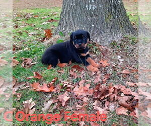 Rottweiler Puppy for sale in WINDSOR, ME, USA
