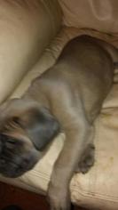Cane Corso Puppy for sale in ROCHESTER, NY, USA
