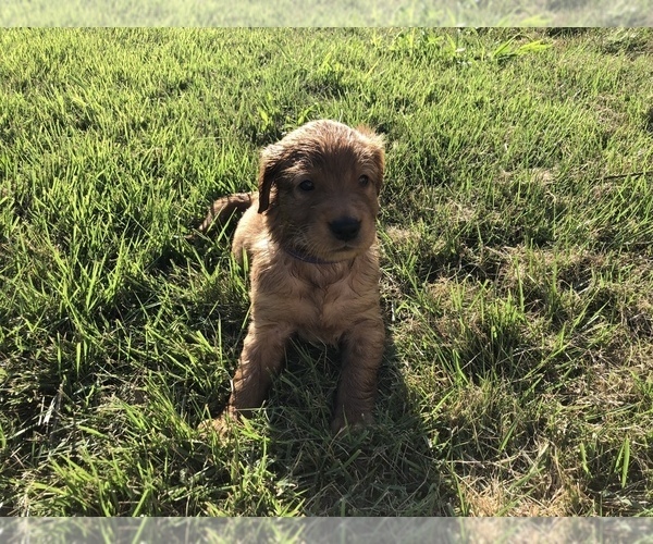 Medium Photo #13 Golden Retriever Puppy For Sale in WAYNESVILLE, MO, USA