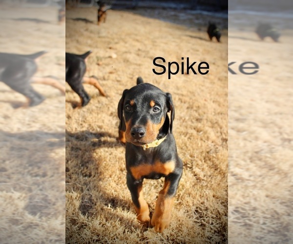 View Ad Doberman Pinscher Litter of Puppies for Sale near Nebraska