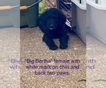 Puppy Big Bertha Labradoodle