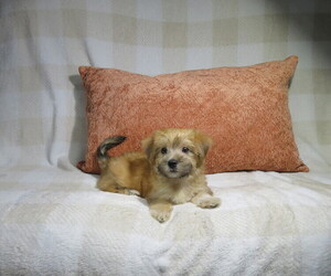 Morkie Puppy for Sale in COOKEVILLE, Tennessee USA