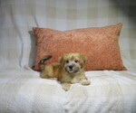 Litter of 3 - Male MorkieLitter of Puppies for Sale - Small photo