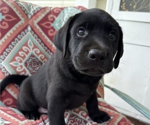 Medium Photo #26 Labrador Retriever Puppy For Sale in SPOTSYLVANIA, VA, USA