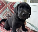 Small Photo #26 Labrador Retriever Puppy For Sale in SPOTSYLVANIA, VA, USA